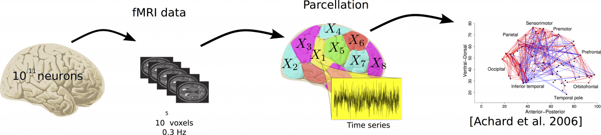 A complex graph derived from neural data